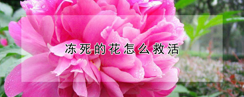 凍死的花怎麼救活