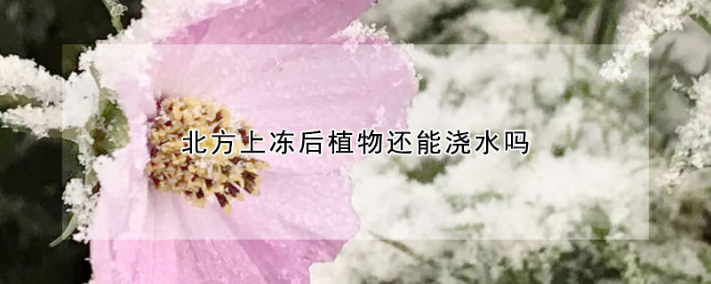 北方上凍後植物還能澆水嗎