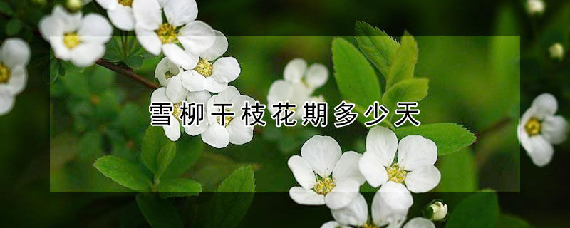 雪柳幹枝花期多少天