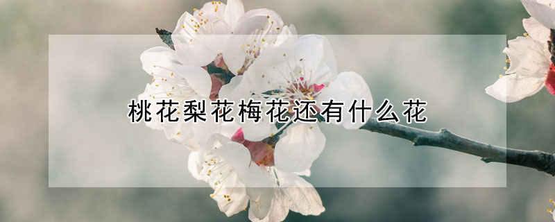 桃花梨花梅花還有什麼花