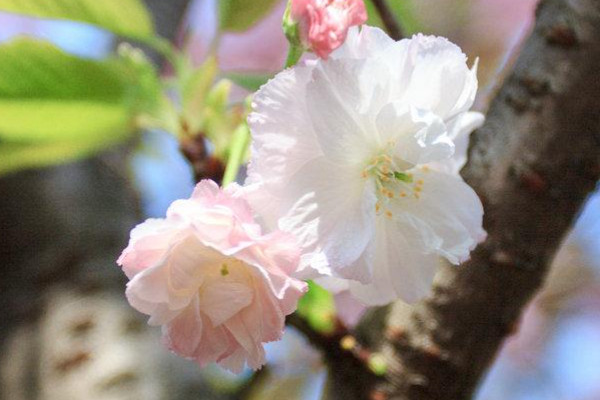 桃花梨花梅花還有什麼花