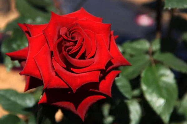 33朵玫瑰代表什麼意思
