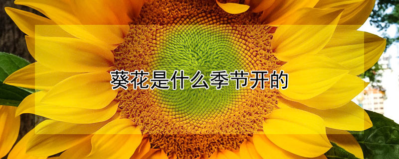 葵花是什麼季節開的