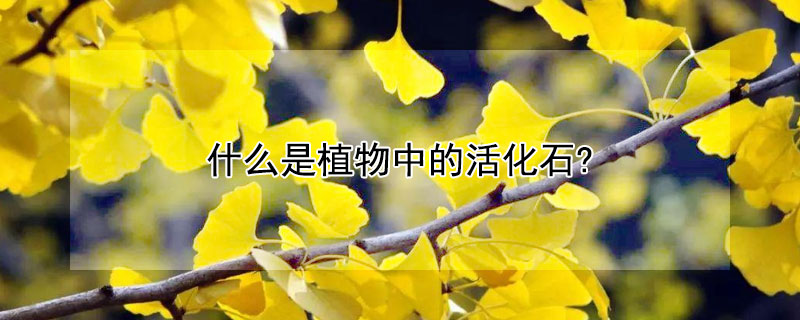 什麼是植物中的活化石?