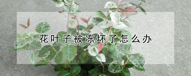 花葉子被凍壞了怎麼辦