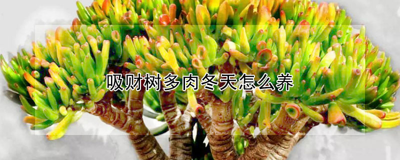 吸財樹多肉冬天怎麼養