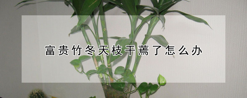 富貴竹冬天枝幹蔫了怎麼辦