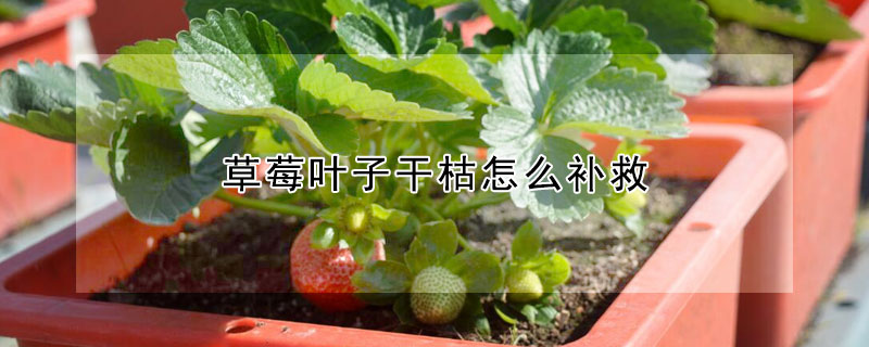 草莓葉子幹枯怎麼補救