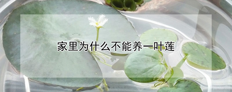家裏為什麼不能養一葉蓮