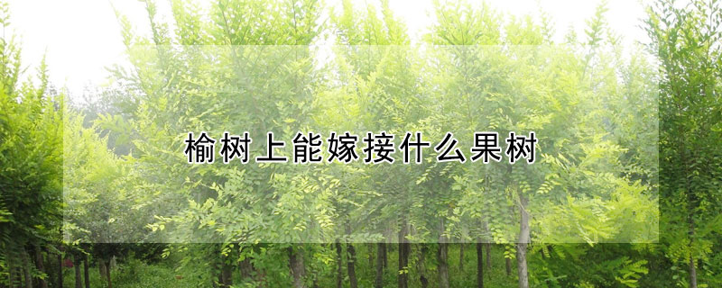 榆樹上能嫁接什麼果樹