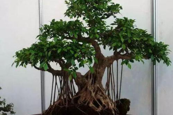 盆景榕樹凍了怎麼辦