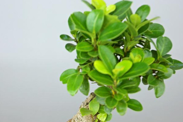 盆景榕樹凍了怎麼辦