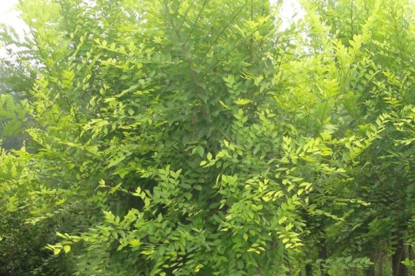 榆樹上能嫁接什麼果樹