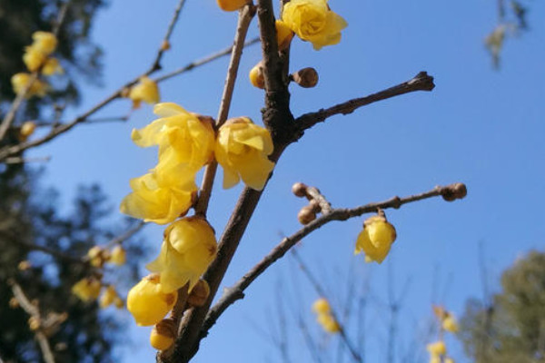 北京臘梅什麼時候開花