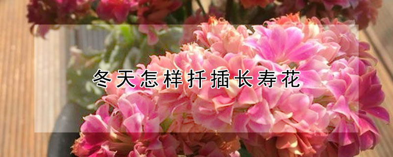冬天怎樣扡插長壽花