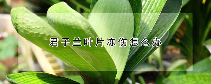 君子蘭葉片凍傷怎麼辦