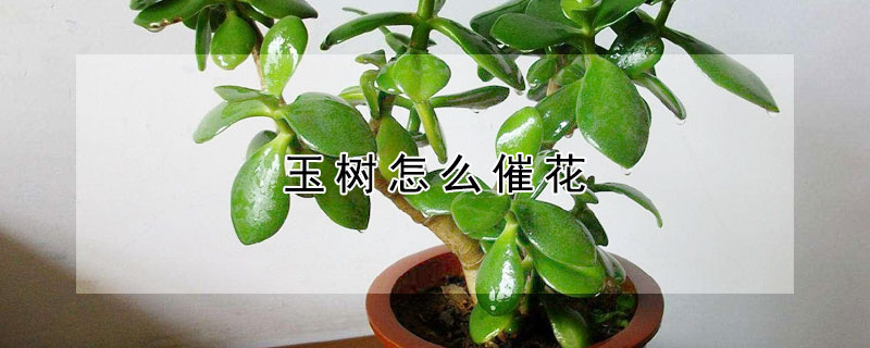 玉樹怎麼催花