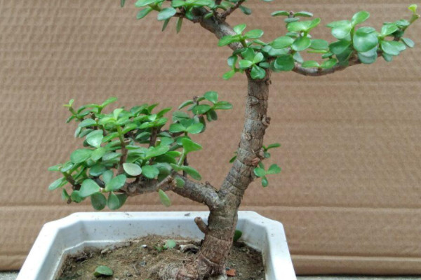 玉樹怎麼催花
