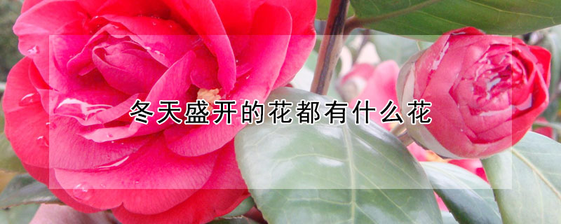 冬天盛開的花都有什麼花
