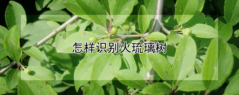 怎樣識別火琉璃樹