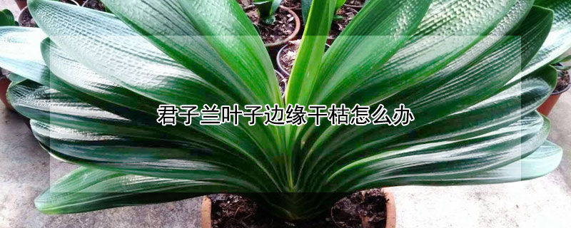 君子蘭葉子邊緣幹枯怎麼辦