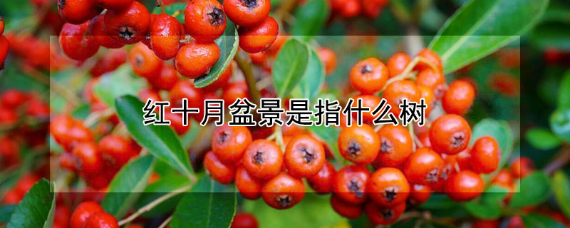 紅十月盆景是指什麼樹