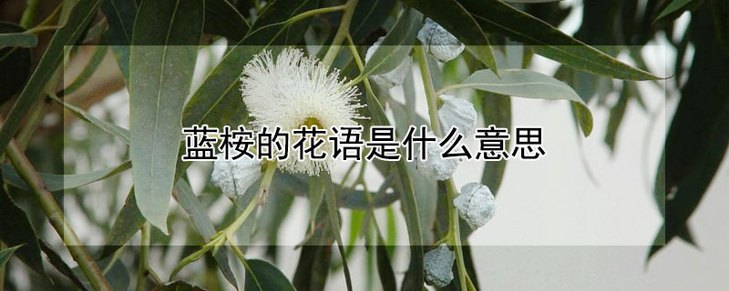 藍桉的花語是什麼意思