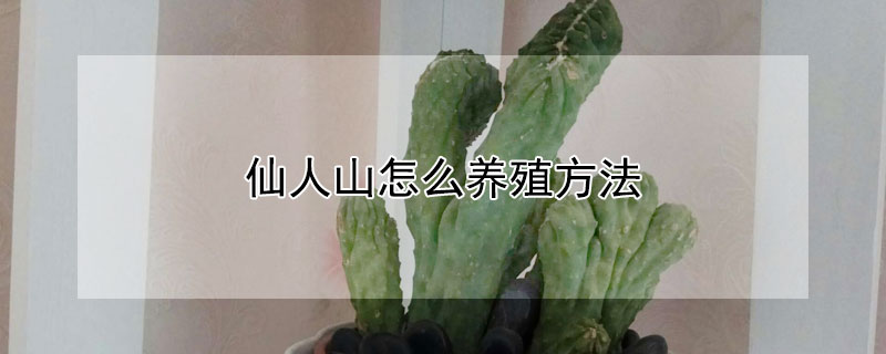 仙人山怎麼養殖方法