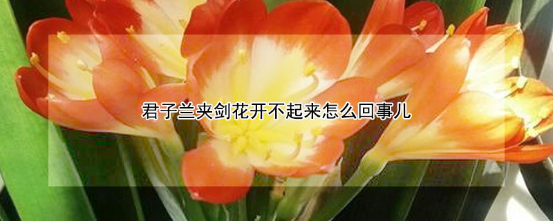 君子蘭夾劍花開不起來怎麼回事兒