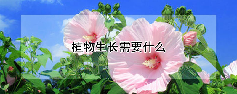 植物生長需要什麼