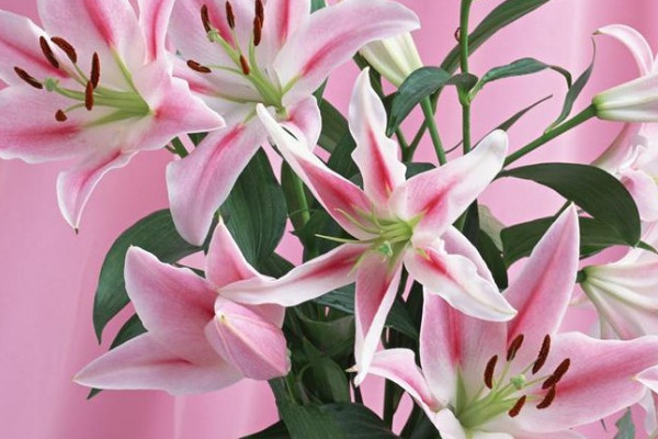 百合花花語和寓意是什麼