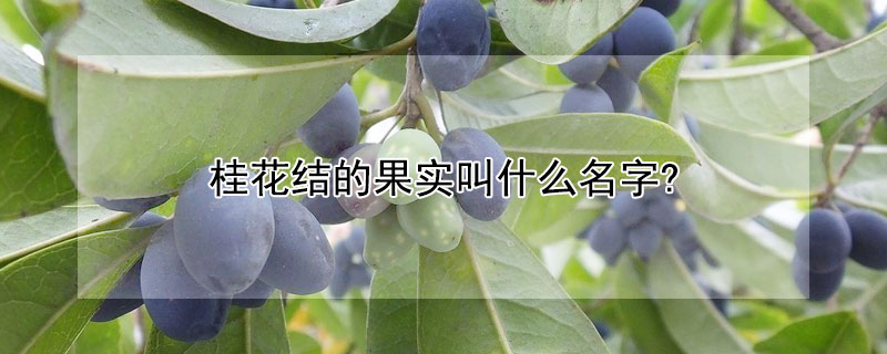 桂花結的果實叫什麼名字?