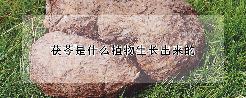 茯苓是什麼植物生長出來的