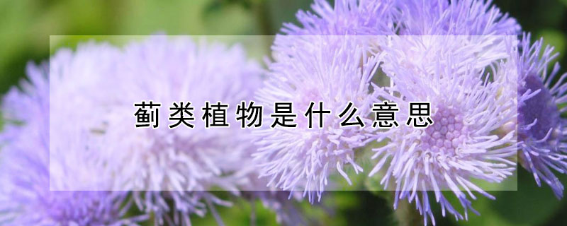 薊類植物是什麼意思