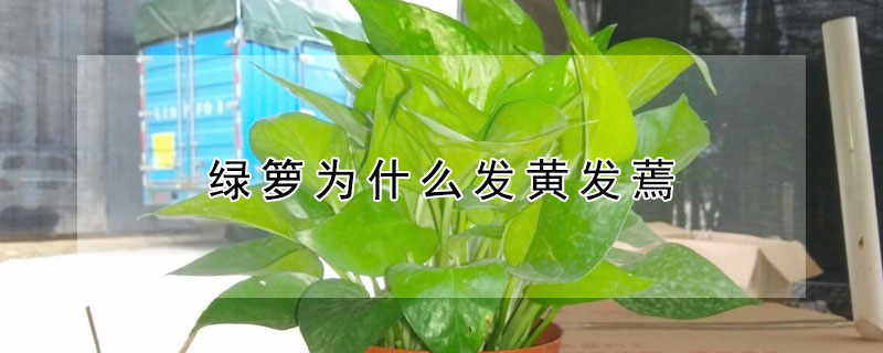 綠籮為什麼發黃發蔫