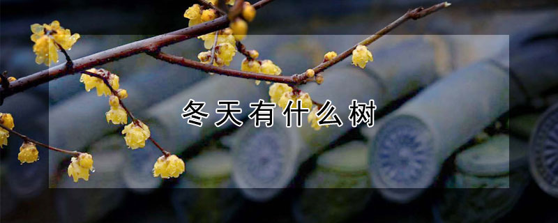 冬天有什麼樹