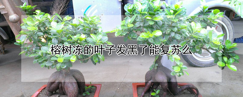 榕樹凍的葉子發黑了能複蘇麼