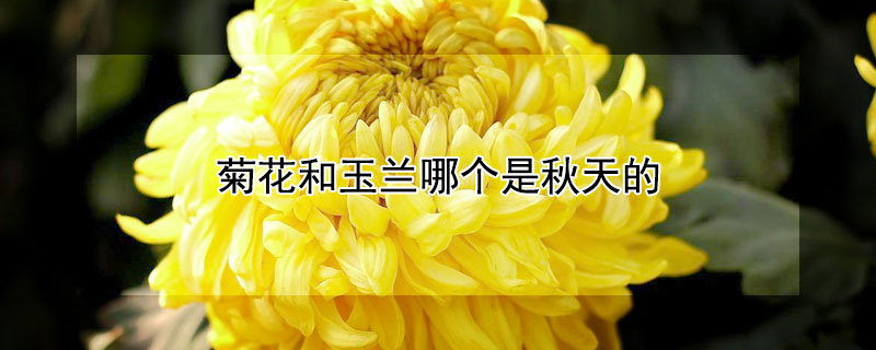 菊花和玉蘭哪個是秋天的