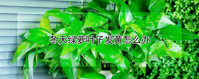 冬天綠蘿葉子發黃怎麼辦