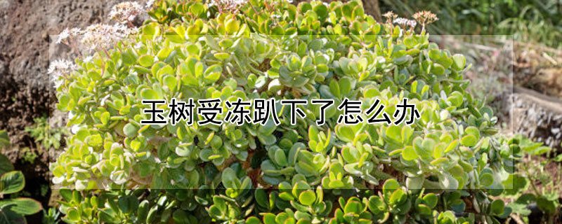 玉樹受凍趴下了怎麼辦
