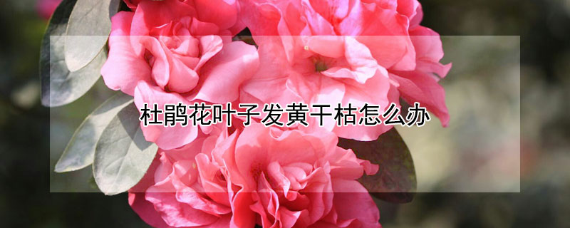 杜鵑花葉子發黃幹枯怎麼辦