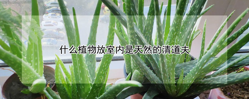 什麼植物放室內是天然的清道夫