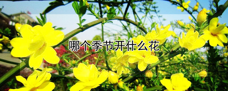 哪個季節開什麼花