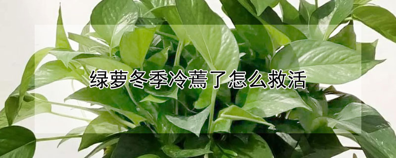 綠蘿冬季冷蔫了怎麼救活