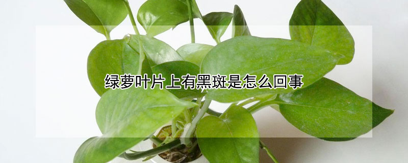 綠蘿葉片上有黑斑是怎麼回事