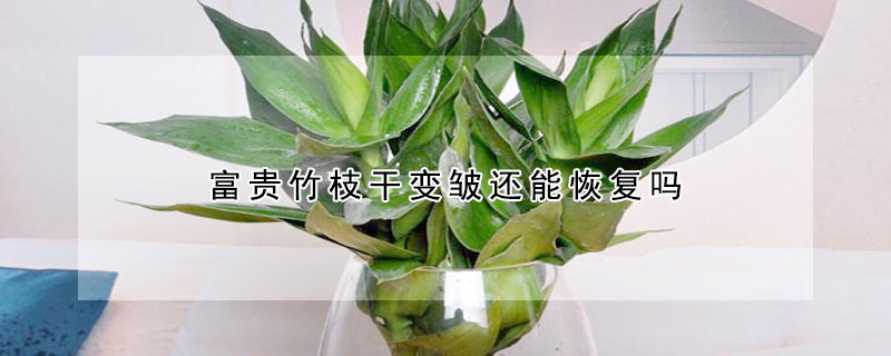 富貴竹枝幹變皺還能恢複嗎