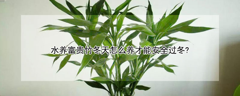 水養富貴竹冬天怎麼養才能安全過冬?