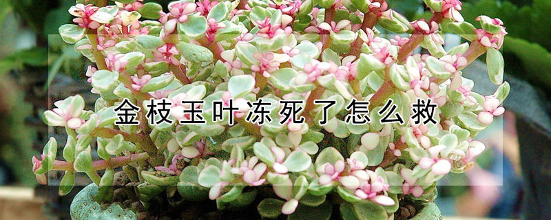 金枝玉葉凍死了怎麼救