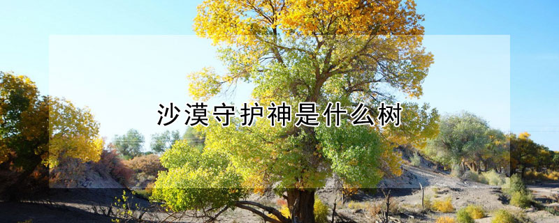 沙漠守護神是什麼樹