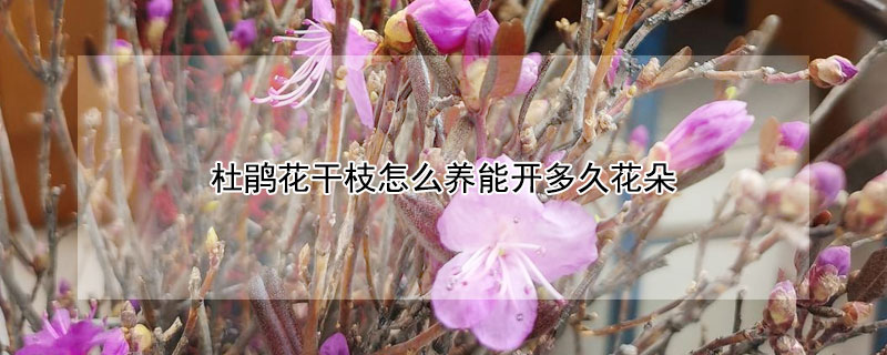 杜鵑花幹枝怎麼養能開多久花朵